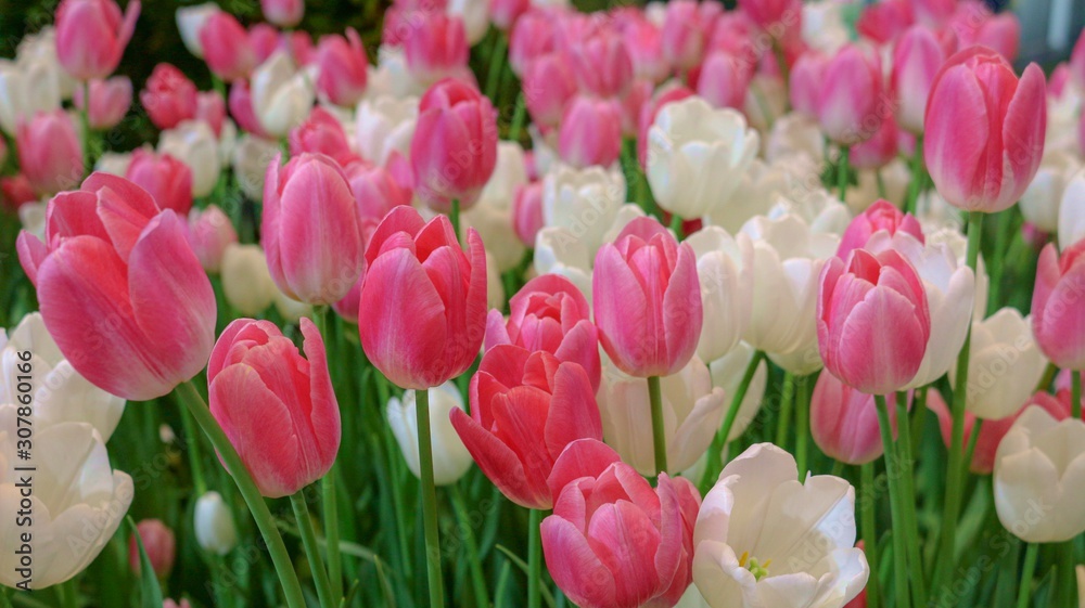 pink and white tulips Blooming in the garden pink and white tulips Blooming in the garden