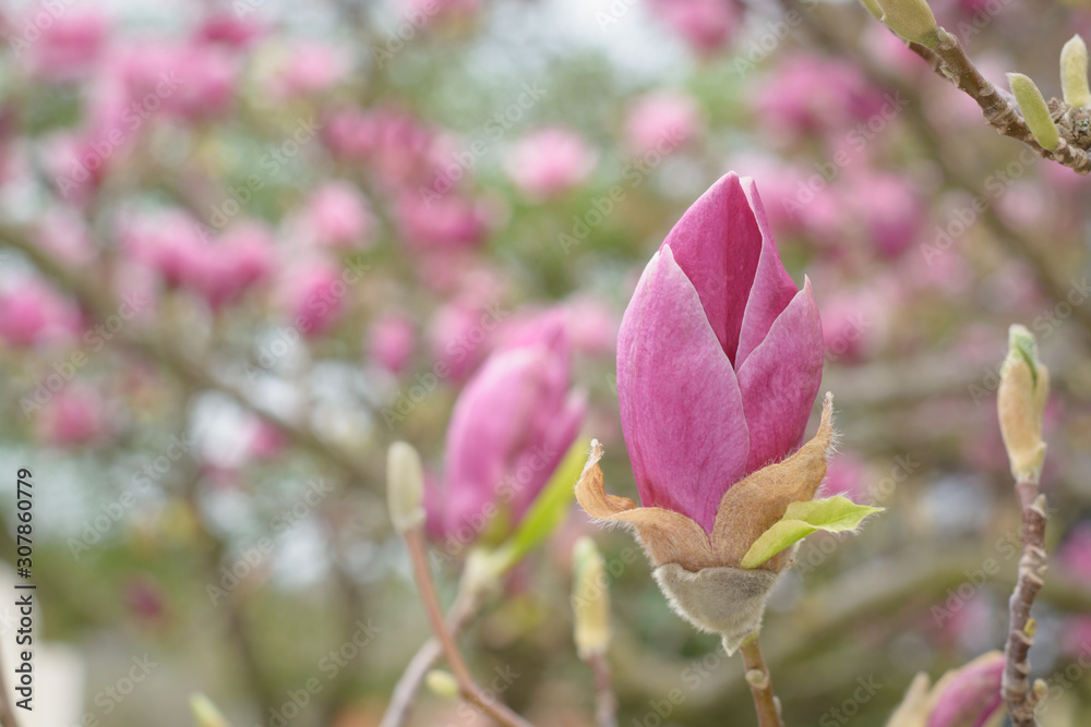 Obraz premium Bouton pink magnolia