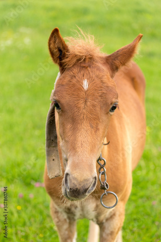 A foal portrait face closeup grazing in a lush green grass. © Garmon