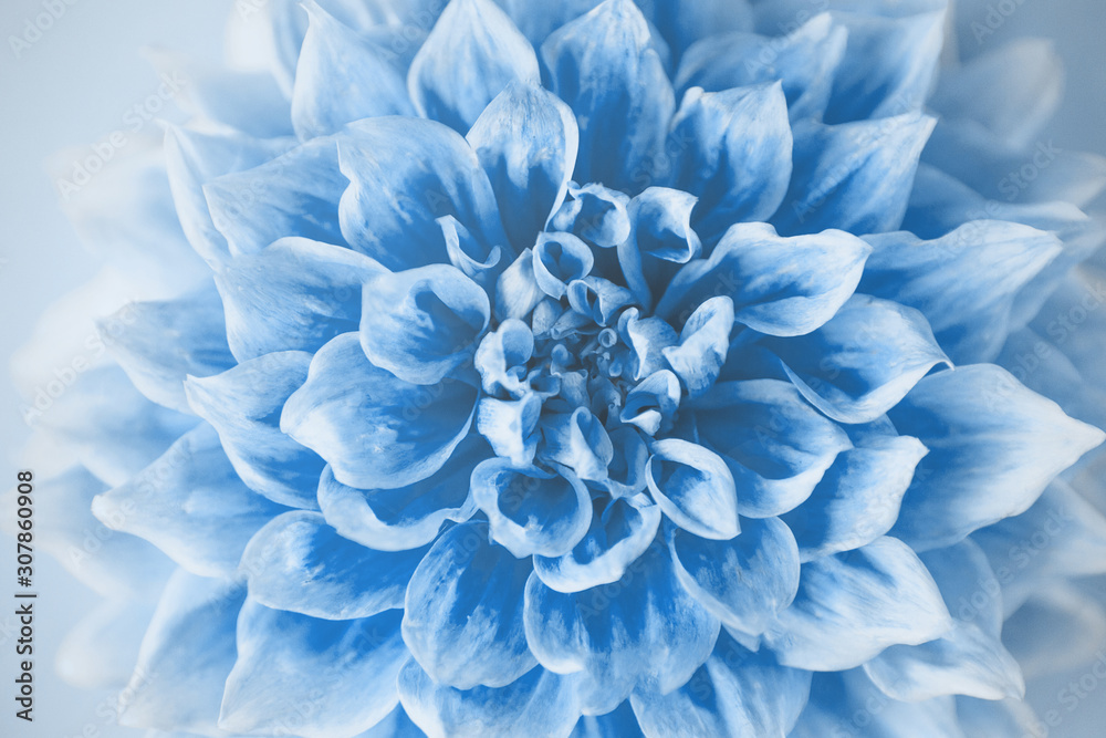 Fototapeta Blue Dahlia on white background.