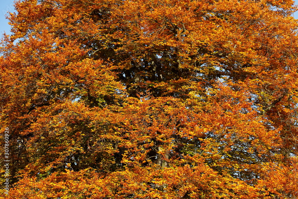 Braun verfärbtes Herbstlaub an an einer Rotbuche, Deutschland Braun verfärbtes Herbstlaub an an einer Rotbuche, Deutschland