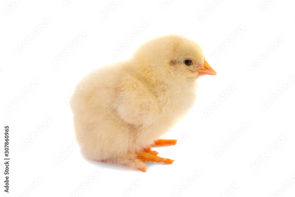 Fototapeta premium Cute little chicken isolated on white background.