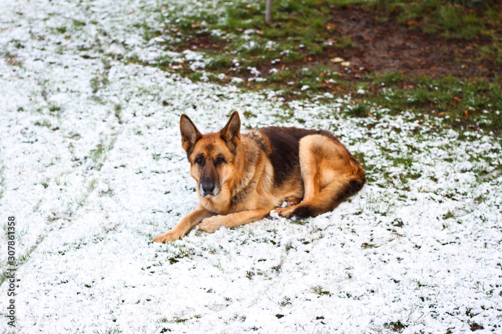 Beautiful German shepherd sitting on white plain snow on a cold winter day. Shot taken in small countryside city house garden.