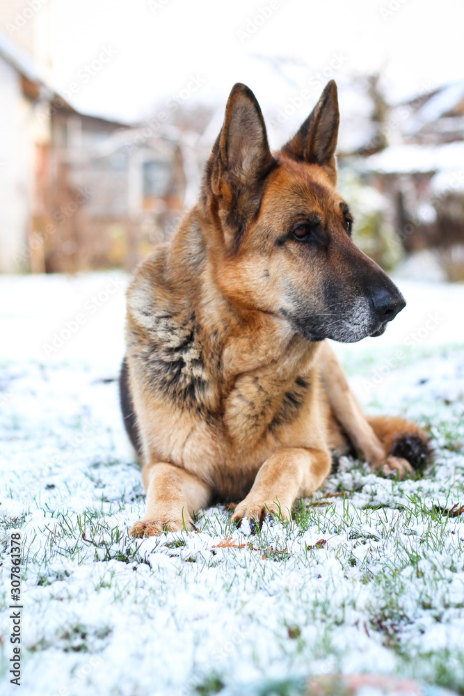 Beautiful German shepherd sitting on white plain snow on a cold winter day. Shot taken in small countryside city house garden.