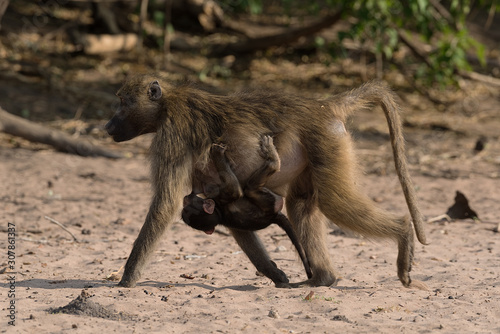 Baboon mother with cub on the bank of the Chobe River in Botswana