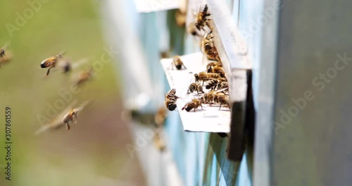 Slow motion of Honey Bee flying around Beehive with blurred background. Beekeeping.