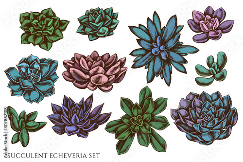 Vector set of hand drawn colored succulent echeveria