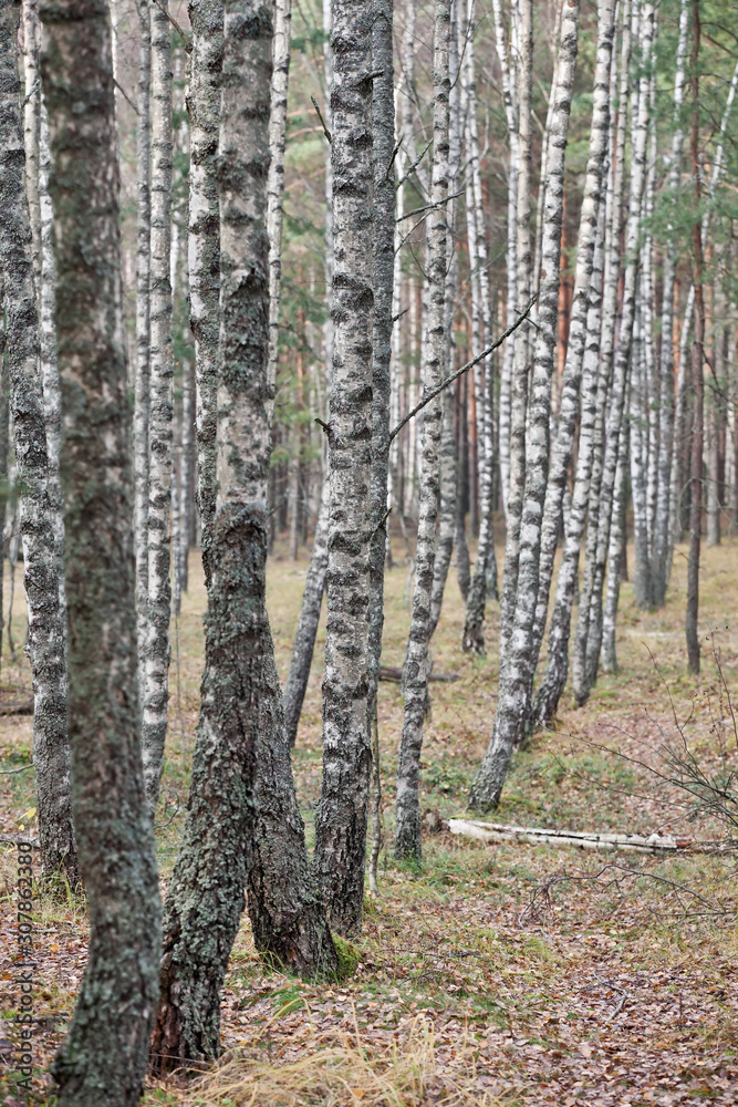 Fototapeta premium autumn city. autumn forest, sky, clouds, forest