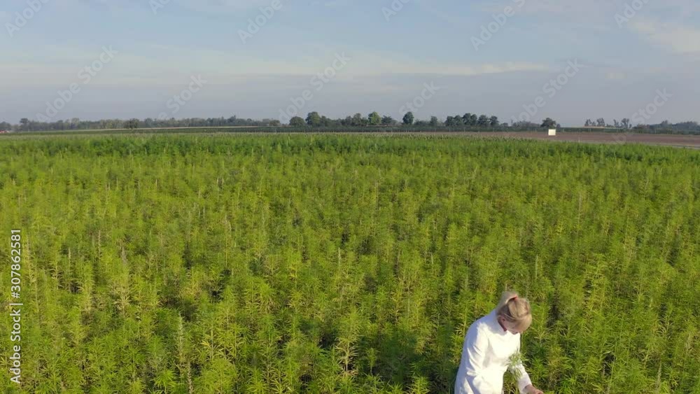 Aerial shot of scientist walking on marijuana field observing CBD hemp plants Aerial shot of scientist walking on marijuana field observing CBD hemp plants