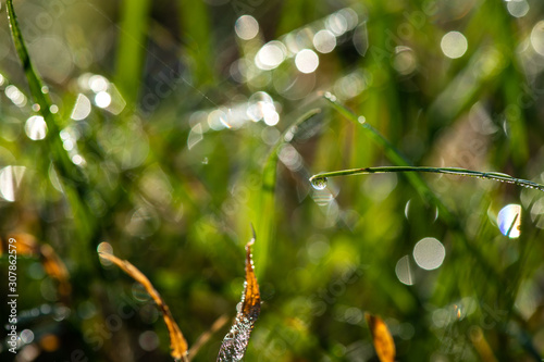 Green grass under water drops sun day light close up early morning dew nature close up macro