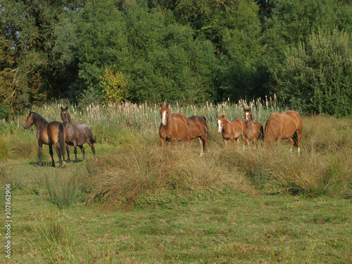 Fototapeta Naklejka Na Ścianę i Meble -  Herd of Horses