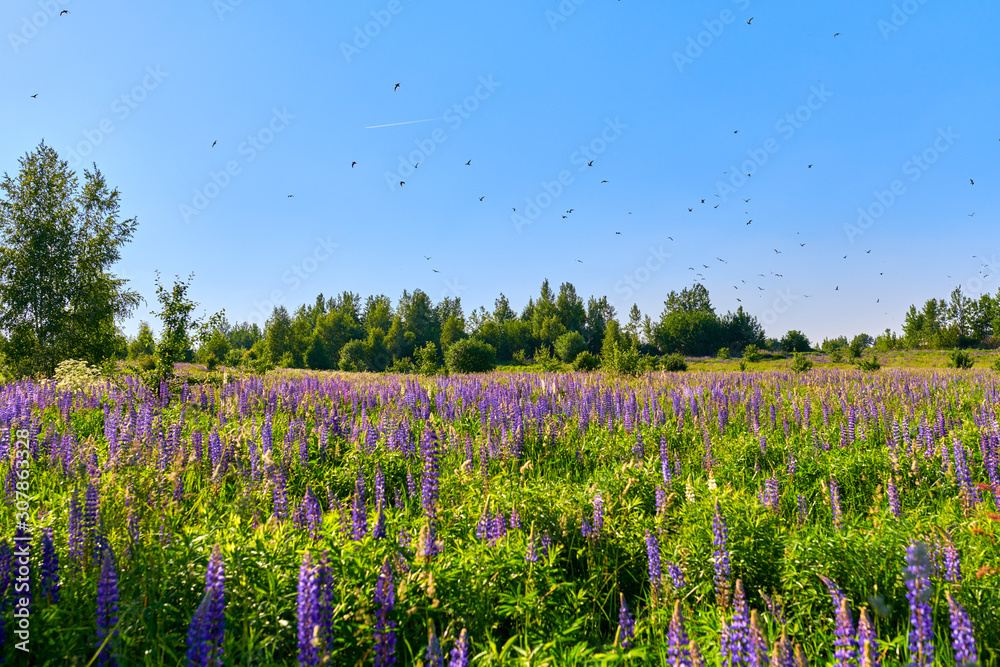 Sunny european summer meadow with birds and blue flowers Sunny european summer meadow with birds and blue flowers