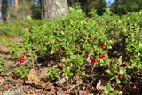 Red juicy cranberry or cowberry, wild edible berries with green leaves macro close up. Sunny day in Finland forest