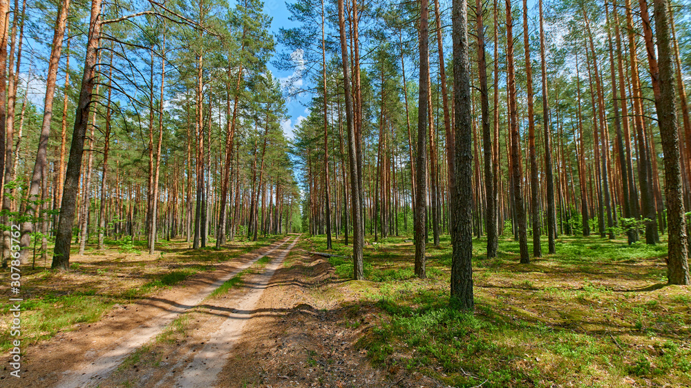 Fototapeta premium Sunny european forest landscape on a summer day with green trees