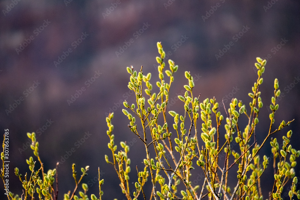 Obraz premium Aments in natural background