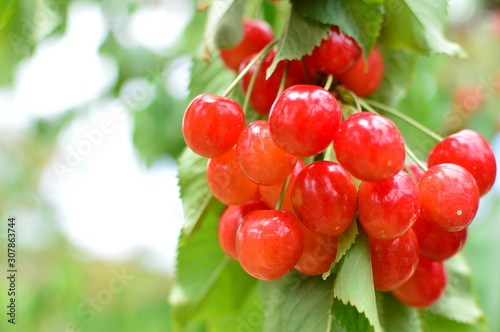 さくらんぼ狩り