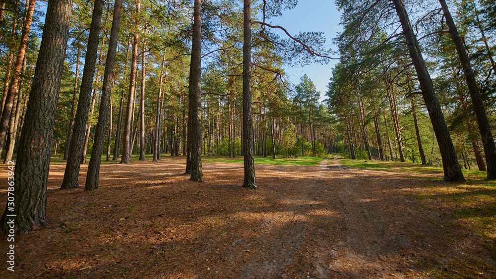 Obraz premium Sunny european forest landscape on a summer day with green trees