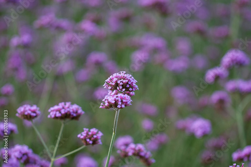 Close-up of spring outdoor  blooming willow verbena   Verbena bonariensis