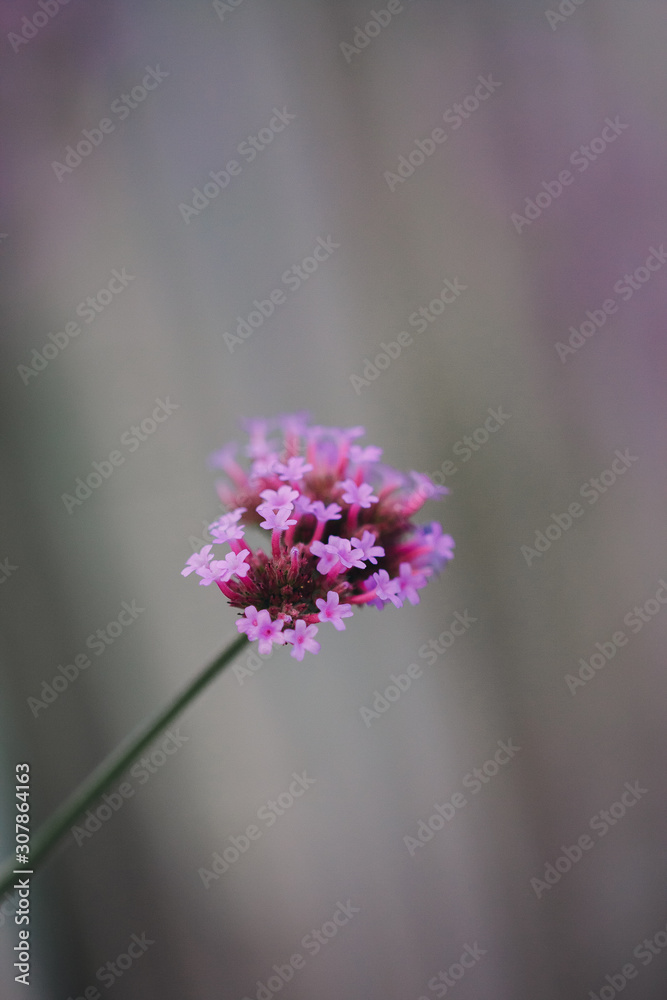 Obraz premium Close-up of spring outdoor, blooming willow verbena，Verbena bonariensis