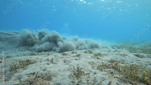 Cowtail stingray (Pastinachus sephen) at the bottom of the sea. photo