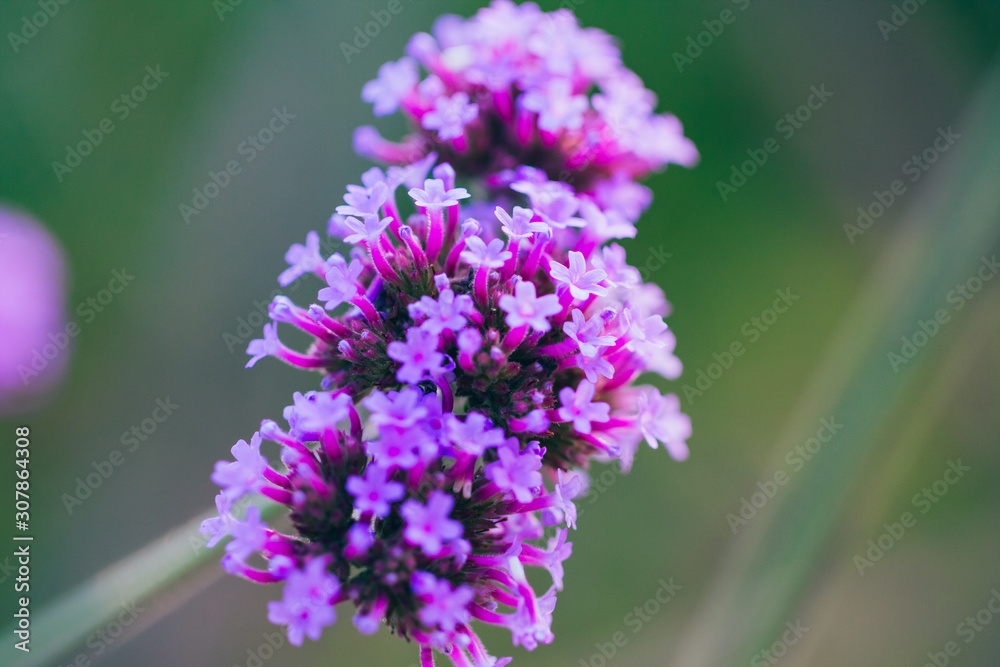 Close-up of spring outdoor, blooming willow verbena，Verbena bonariensis