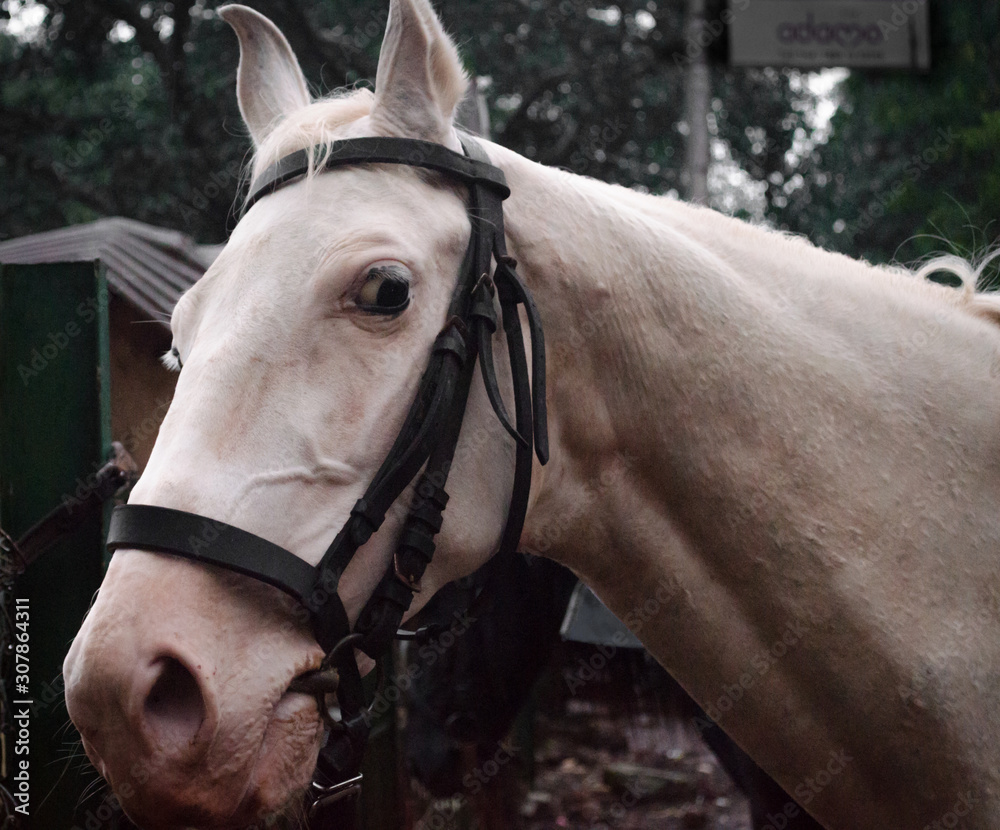 Obraz premium closeup of White horse looking back with eyeballs with a curiosity