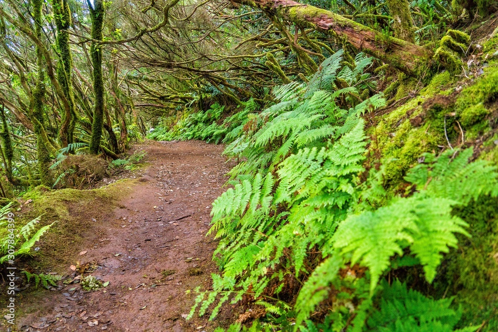 Fototapeta premium rainforest foliage landscape in Anaga national park tenerife canary islands