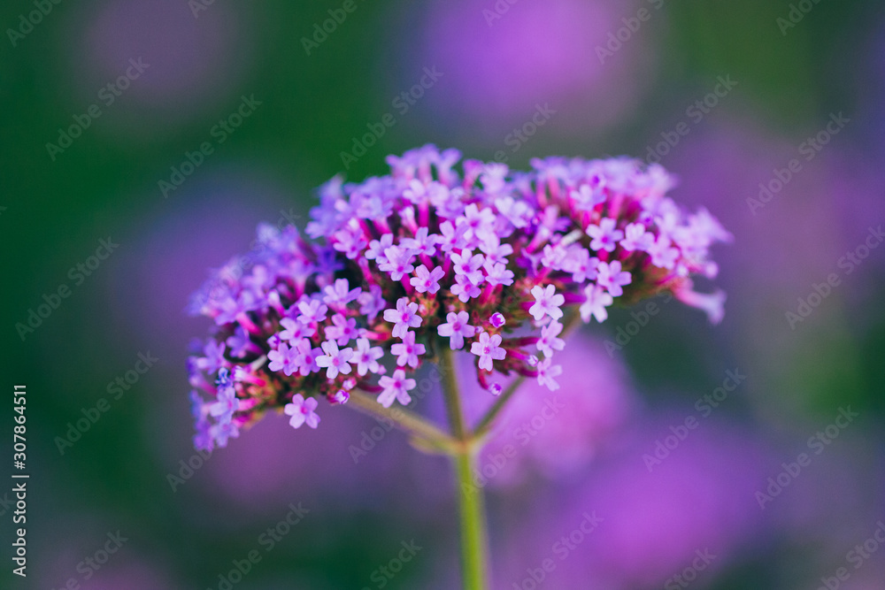 Close-up of spring outdoor, blooming willow verbena,Verbena bonariensis Close-up of spring outdoor, blooming willow verbena,Verbena bonariensis
