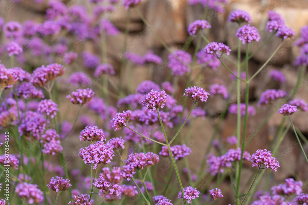 Close-up of spring outdoor, blooming willow verbena,Verbena bonariensis Close-up of spring outdoor, blooming willow verbena,Verbena bonariensis