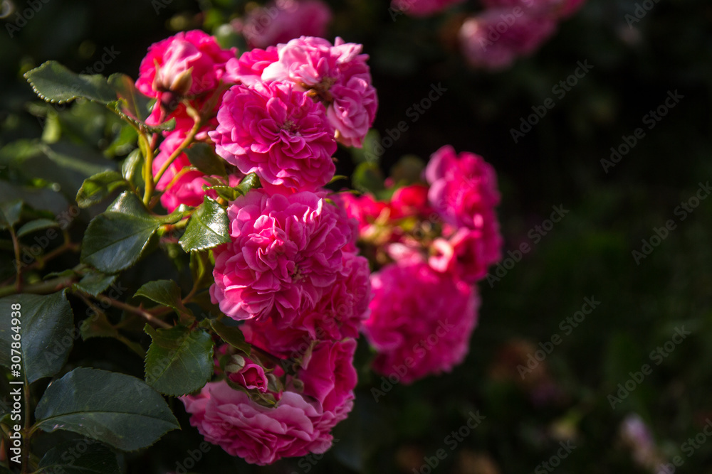 blooming Bush of rose pink color in the summer Park in Sunny weather