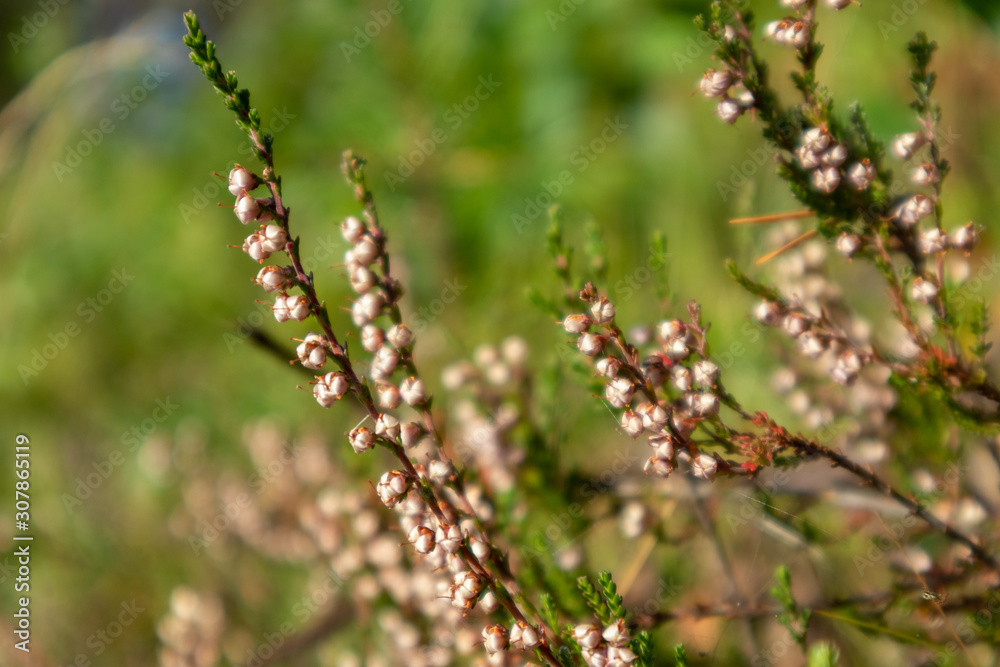Small wild beige flowers branch with green grass macro close up in forest nature background Small wild beige flowers branch with green grass macro close up in forest nature background
