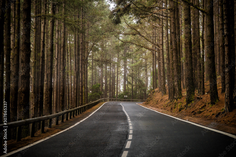 autumn forest road in Teide canary islands spain