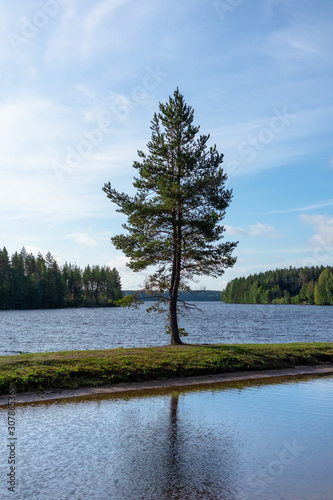 Big tall pine tree near lake with reflection on blue water. Nature north summer landscape