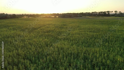Wide aerial sunset view of a beautiful marijuana CBD hemp field