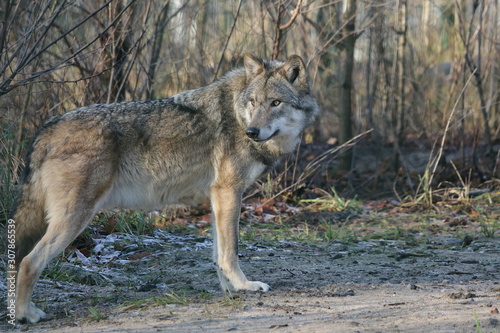 Wolf - Canis Lupus