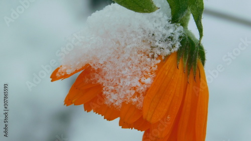 Close up  of a droopng calendula  flower covered in snow  with a  blurred vackground  photo