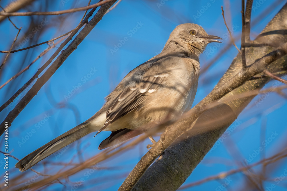 Profile view of a Northern Mockingbird Raleigh, North Carolina. Profile view of a Northern Mockingbird Raleigh, North Carolina.