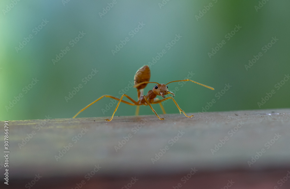 ant on floor ant on floor