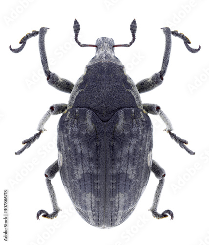 Beetle Larinus onopordi on a white background