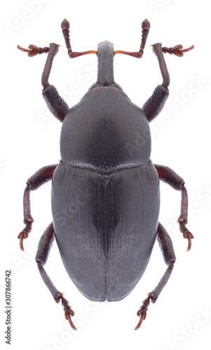 Beetle Malvaevora timida on a white background