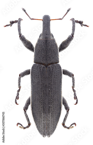Beetle Lixus punctiventris on a white background