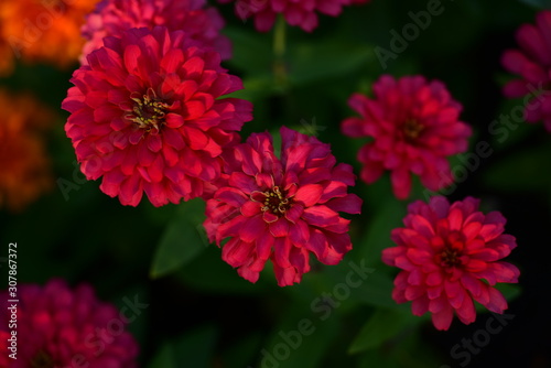 Colorful Flowers Garden,Flower Blooming ,Beautiful Flowers Garden Blooming	
