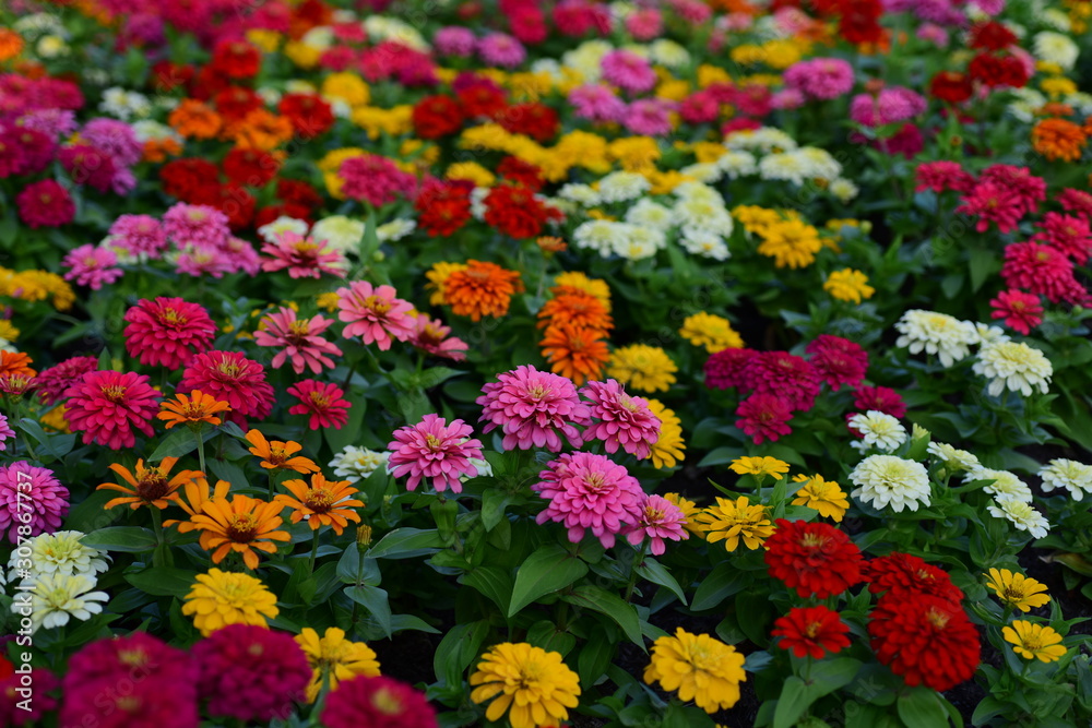 Fototapeta premium Colorful Flowers Garden,Flower Blooming ,Beautiful Flowers Garden Blooming 