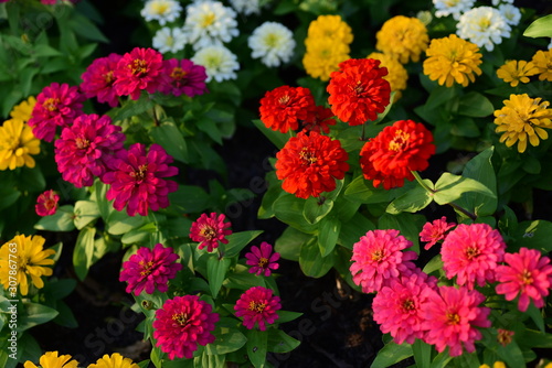 Colorful Flowers Garden,Flower Blooming ,Beautiful Flowers Garden Blooming 