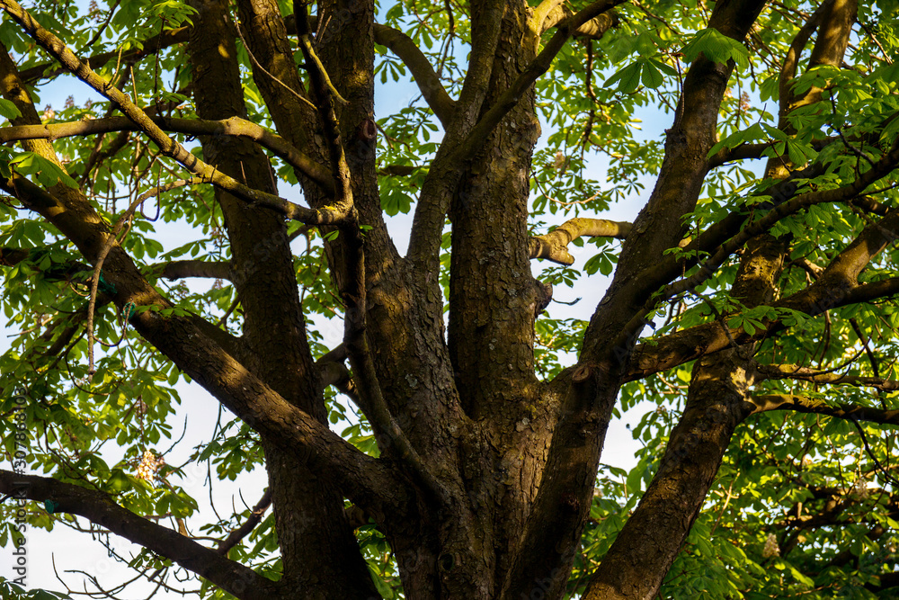a glance through the thick branches of the chestnut tree at the Sunny sky a glance through the thick branches of the chestnut tree at the Sunny sky