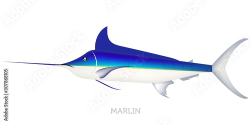 Blue marlin fish isolated on white background