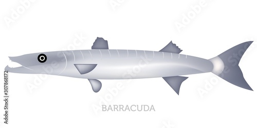 Barracuda fish isolated on white background