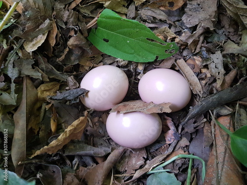 Small-billed Tinamou nest with 3 eggs in the (Crypturellus parvirostris) Tinamidae family. Amazon rainforest, Brazil photo