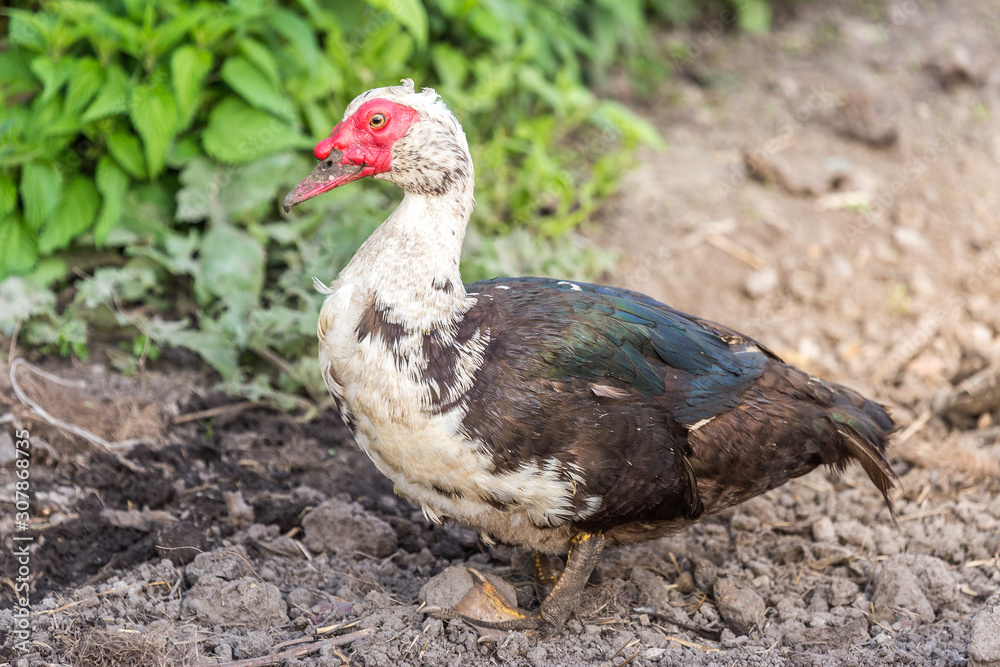 Muscovy duck walking at the fresh soil at the organic household. Authentic farm series. Muscovy duck walking at the fresh soil at the organic household. Authentic farm series.