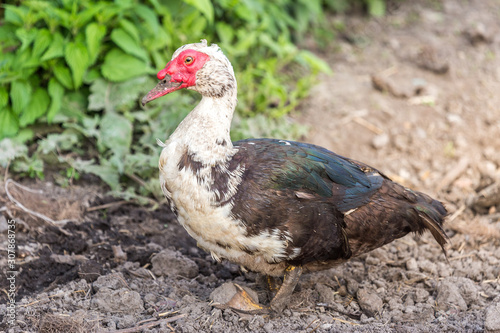 Muscovy duck walking at the fresh soil at the organic household. Authentic farm series.